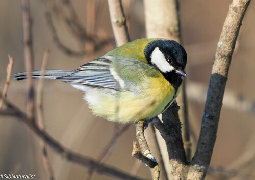 Great Tit