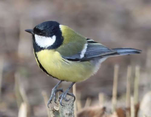 Great Tit