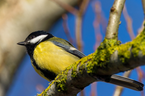 Great Tit