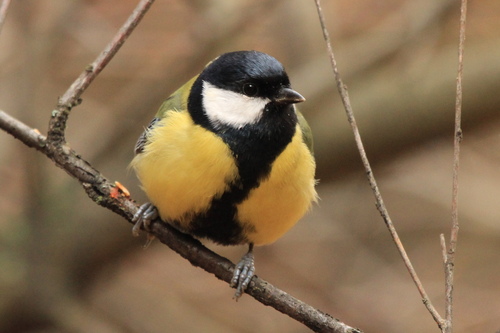Great Tit