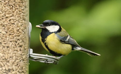 Great Tit