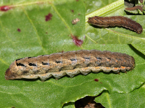 Setaceous Hebrew Character