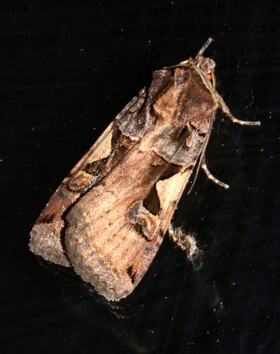 Setaceous Hebrew Character
