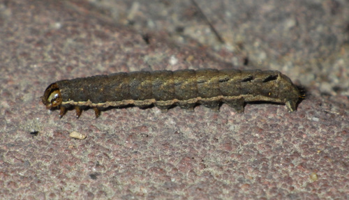 Setaceous Hebrew Character