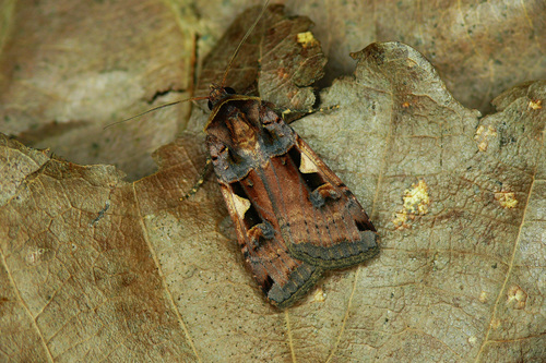 Setaceous Hebrew Character