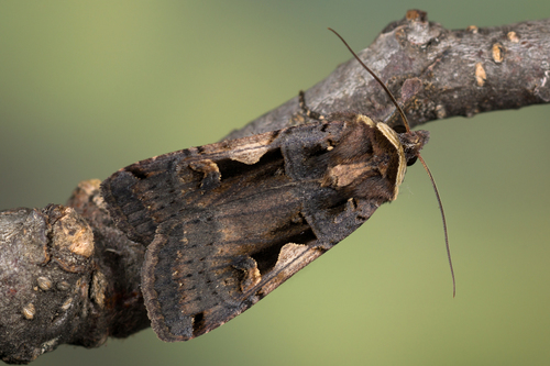 Setaceous Hebrew Character