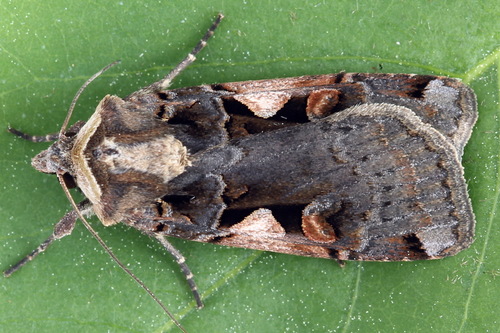 Setaceous Hebrew Character