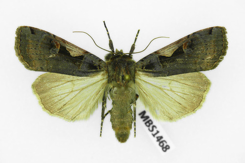 Setaceous Hebrew Character