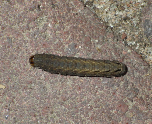 Setaceous Hebrew Character