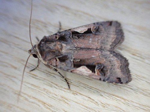Setaceous Hebrew Character