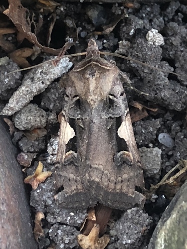 Setaceous Hebrew Character