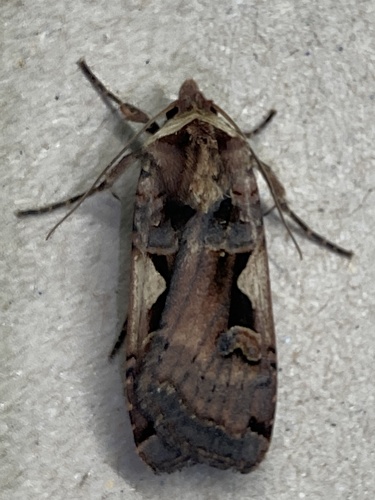Setaceous Hebrew Character