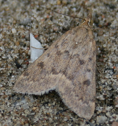 Garden Webworm Moth