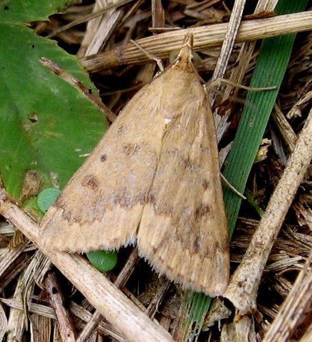 Garden Webworm Moth
