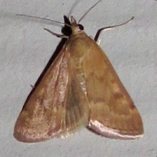 Garden Webworm Moth