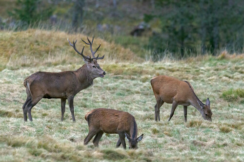 Red Deer
