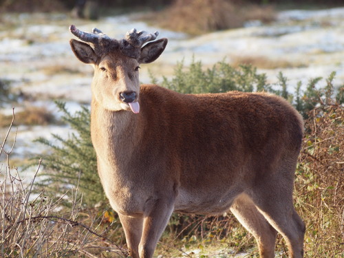 Red Deer