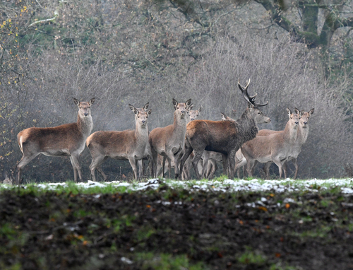 Red Deer