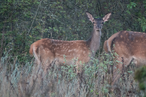 Red Deer