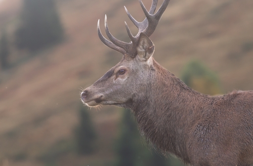 Red Deer