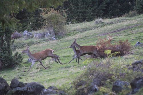 Red Deer