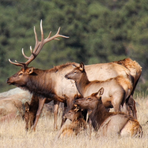 Wapiti
