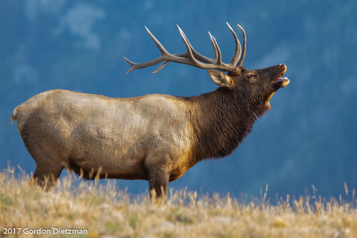 Wapiti