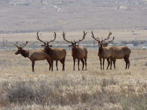 Wapiti