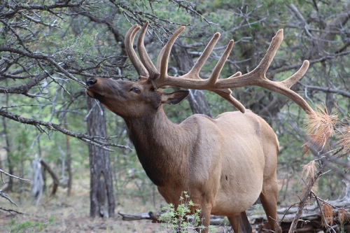 Wapiti