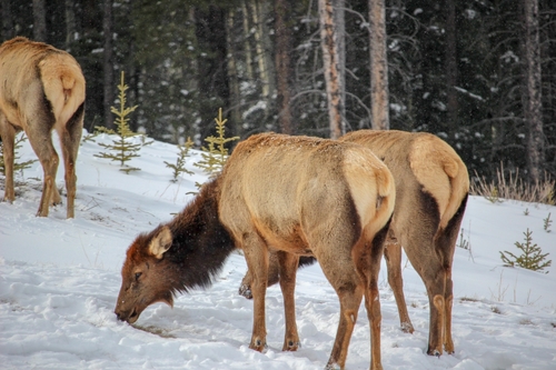 Wapiti
