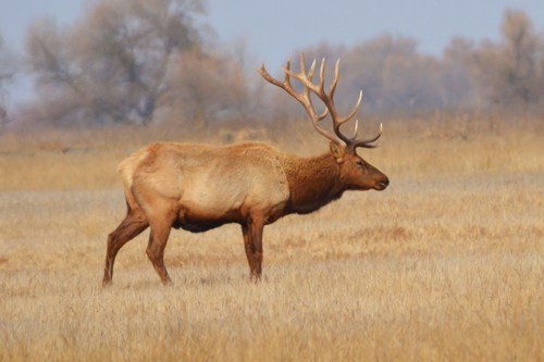 Wapiti