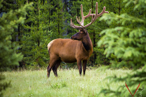 Wapiti