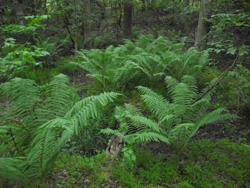 cinnamon fern