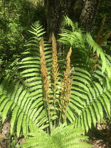 cinnamon fern
