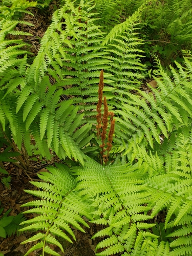 cinnamon fern