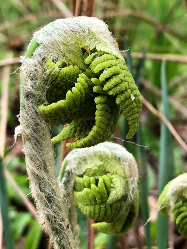 cinnamon fern