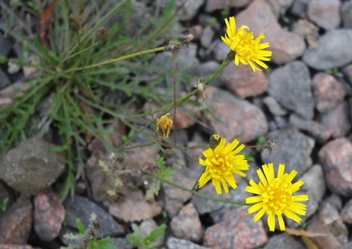 Autumn Hawkbit