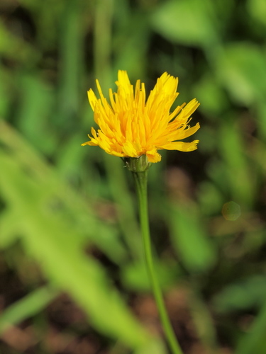 Autumn Hawkbit