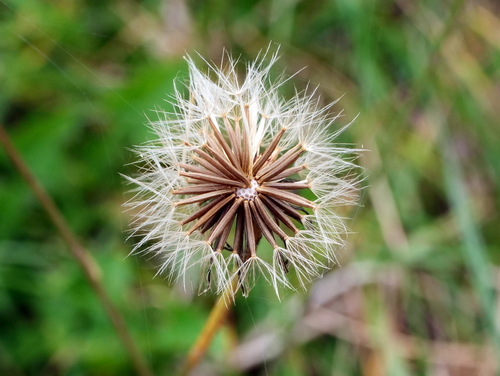 Autumn Hawkbit