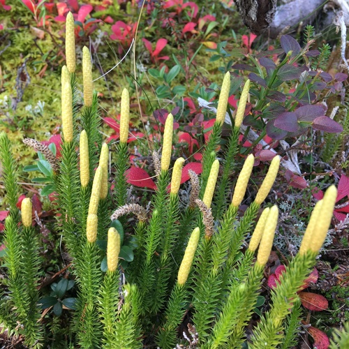 interrupted clubmoss
