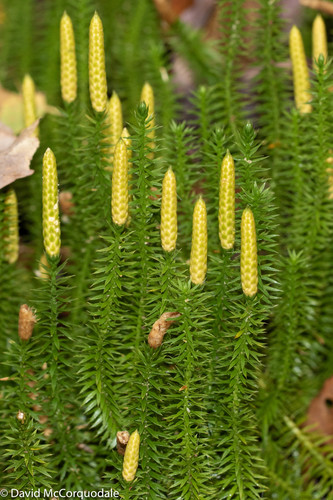 interrupted clubmoss