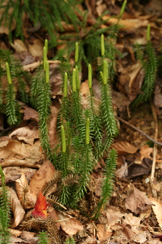 interrupted clubmoss