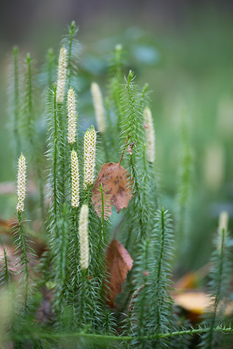 interrupted clubmoss