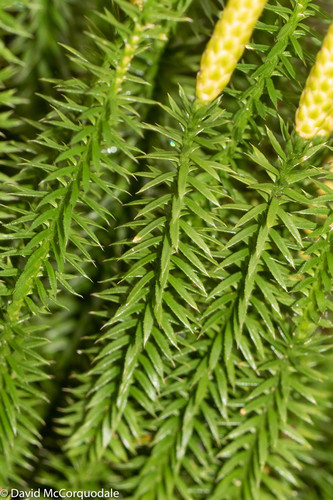 interrupted clubmoss