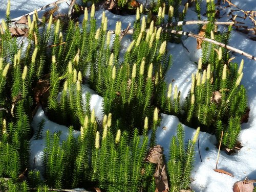 interrupted clubmoss