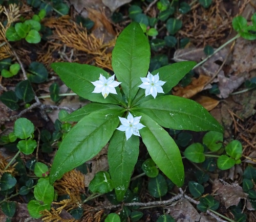 northern starflower