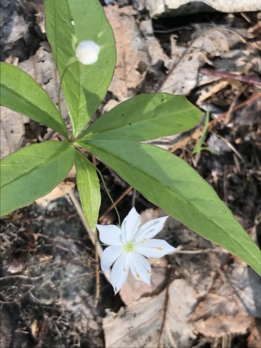 northern starflower