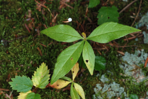 northern starflower