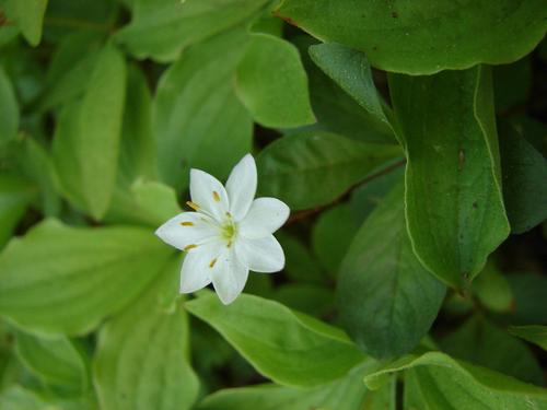 northern starflower