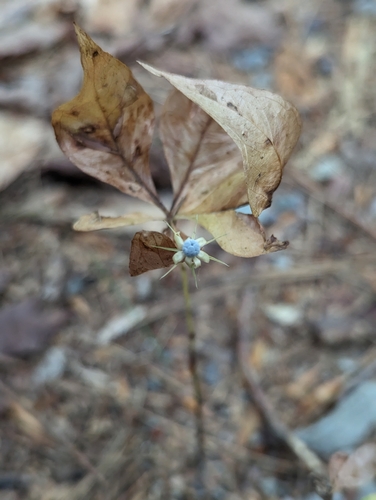 northern starflower